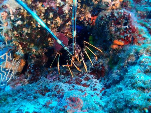 Erkundung der Unterwasserwelt Kroatiens und Bootsausflüge 